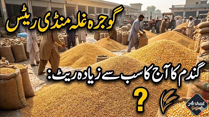Gojra Grain Market Today Rates | 14 April 2026 | Wheat, Maize & Sesame Prices