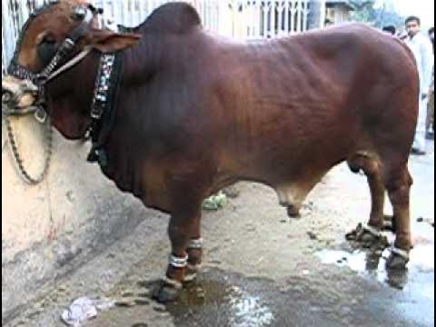"Sher a Lahore"  In Rewaz Garden Lahore 2010 ~@sim~ 01