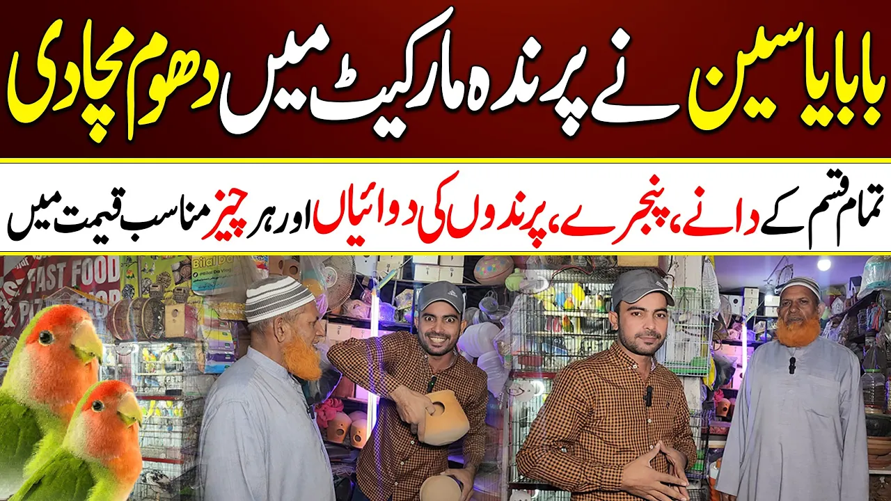New visit Birds Shop madina Colony Lahore #lahorientertainmentchannel