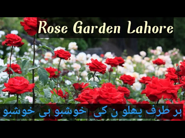 Rose Garden lahore