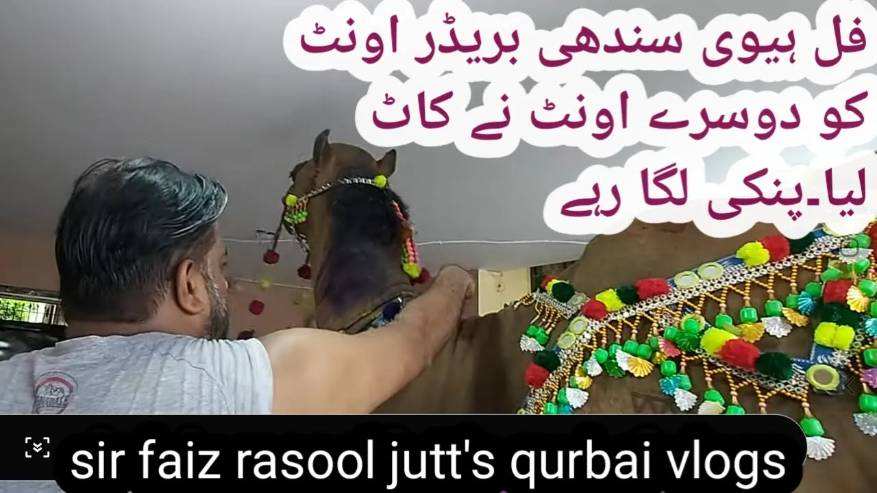 GIVING 1ST AID TO CAMEL||CAMEL FIGHT||JUTT VILLAS RUSTAM PARK LAHORE||SIR FAIZ RASOOL JUTT'S CAMEL