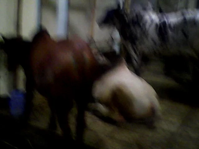 Biggest cows in Sultan Park. Satroja.