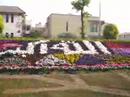 Flowers on 27 March 2008 Lahore in Park (Near Rahat Bakery)