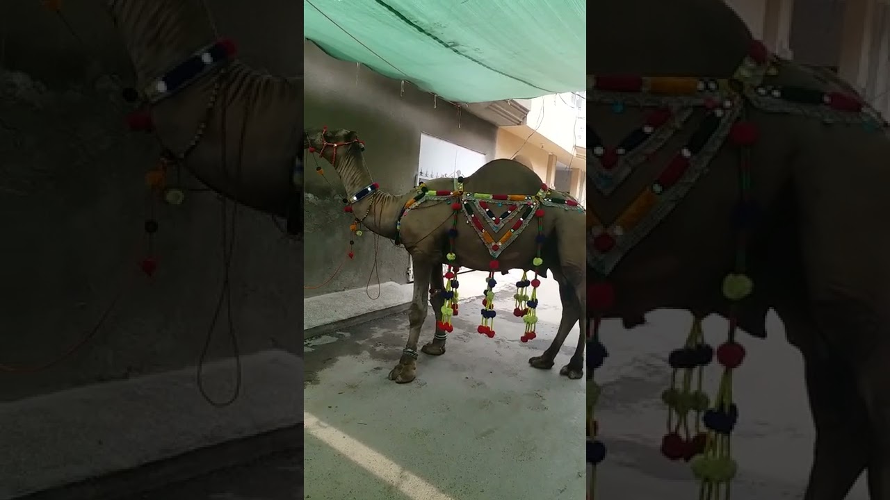 dangerous breeder camel|qurbani||rustam park|lahore