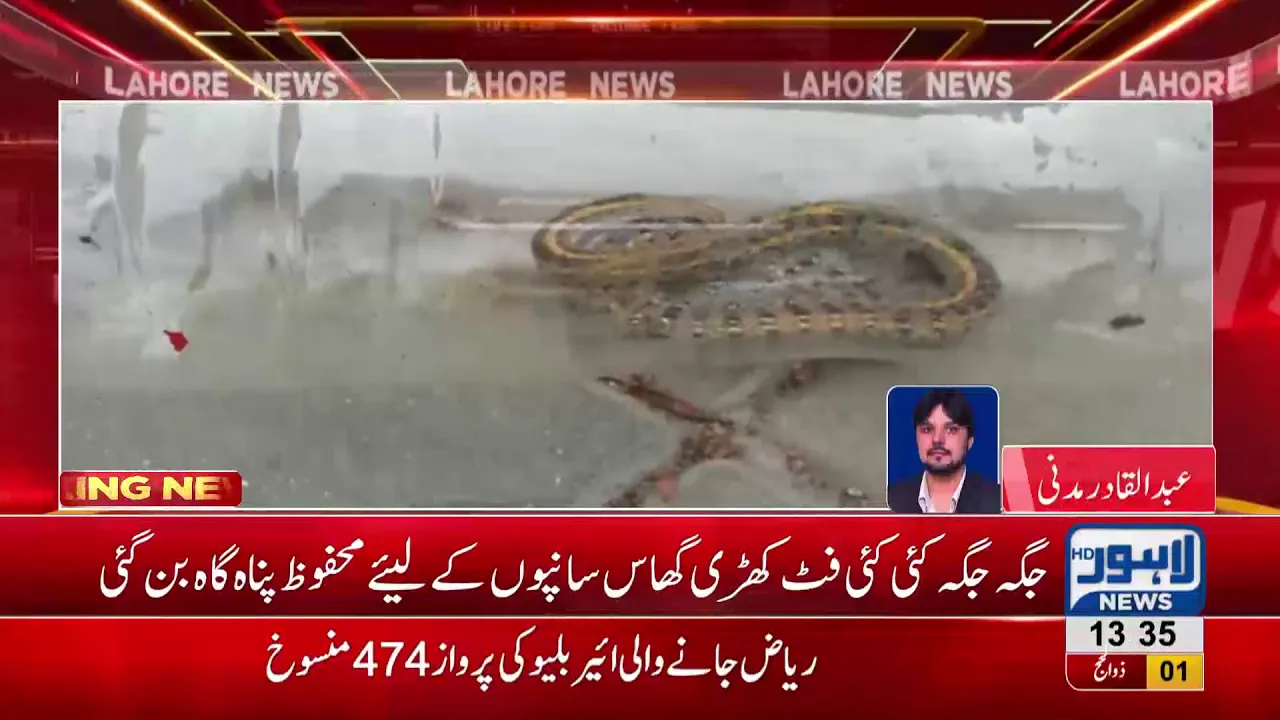 Dangerous snakes make their way in long grassy fields of Sundar Industrial Estate