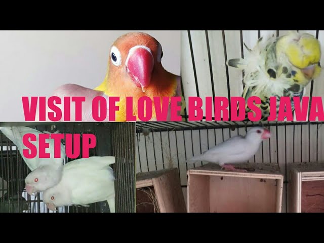 Visit Of LoveBirds Java Budgies Birds Breeding Setup Of Zubair BahiOctober 26, 2021