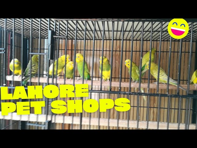 Pet Market kacha ferozpur road Lahore