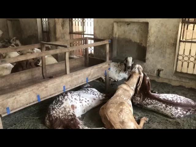 Bakra Eid 2021 lahore Rewaz Garden