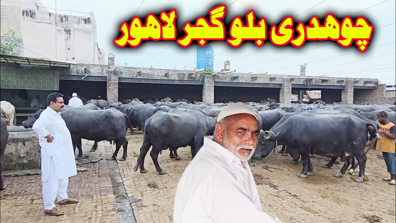 Bilu gujjar Lahore | Ch bilu gujjar buffalo farming in Lahore | buffalo | buffalo farming | farming