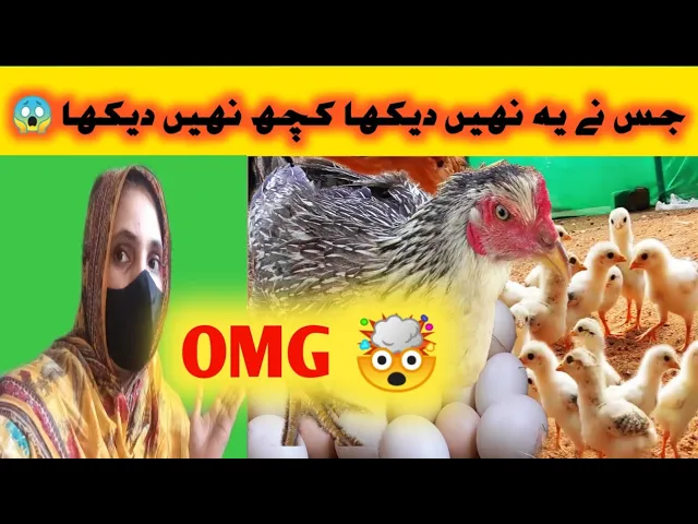 Chicken Bath ???? | 1 more Celebration ???? | Iqra Sheeraz Vlogs