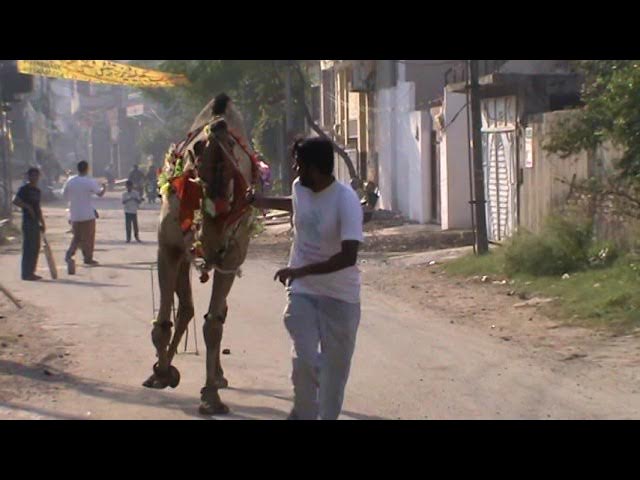 camel runnning/playing with camel/rustam park/sir faiz rasool jutt