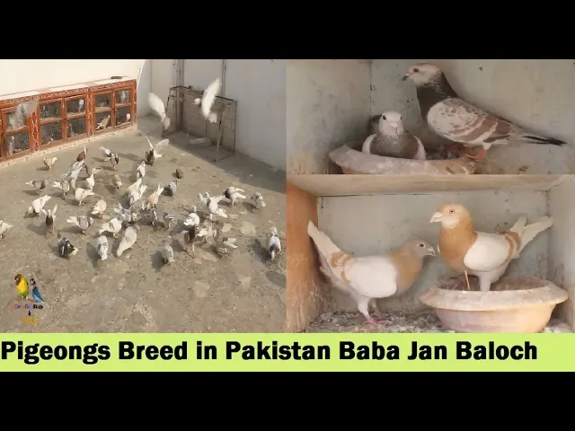 Breeder Pigeons Setup And Sharbati Ghagrey Pigeons - Baba Jan Baloch Pigeons LOFT