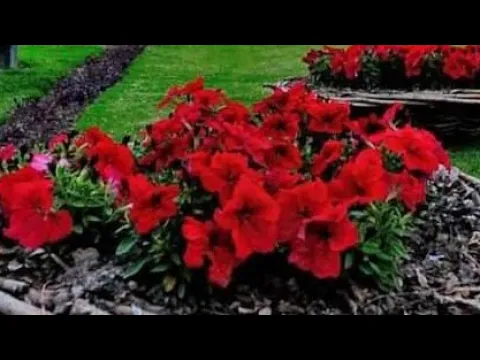 7 Street Cavalry Ground | Lahore Pakistan | YAR Tv Official
