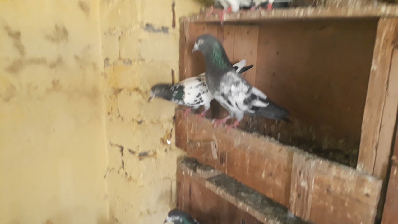 Breeding Kabootaron k setup ki 1 jhalak (Ustad Sheikh Nadeem Alia Town,Lahore)