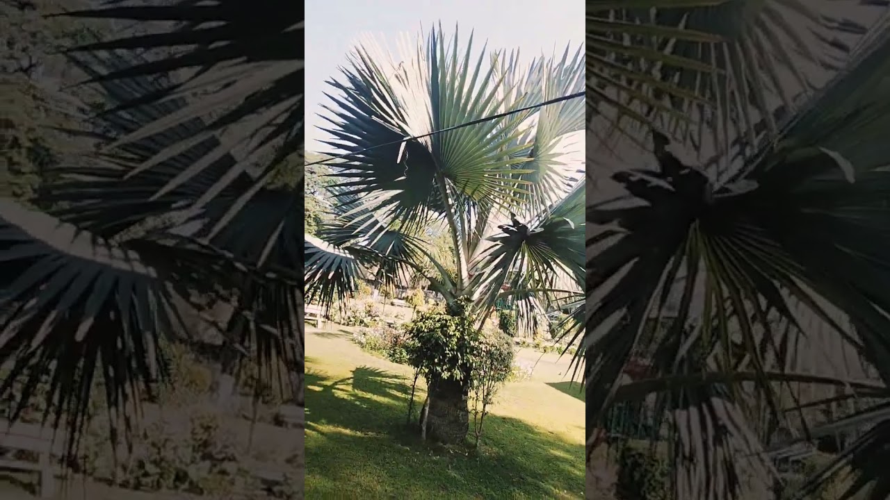 Motia Park Faisal Town GOR-5 Lahore Part 1