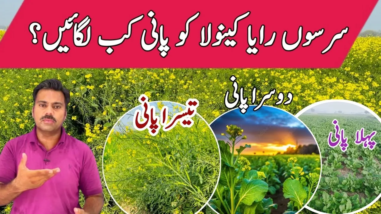 When to irrigate mustard (Raya) or canola crop | Irrigation requirements of mustard crop