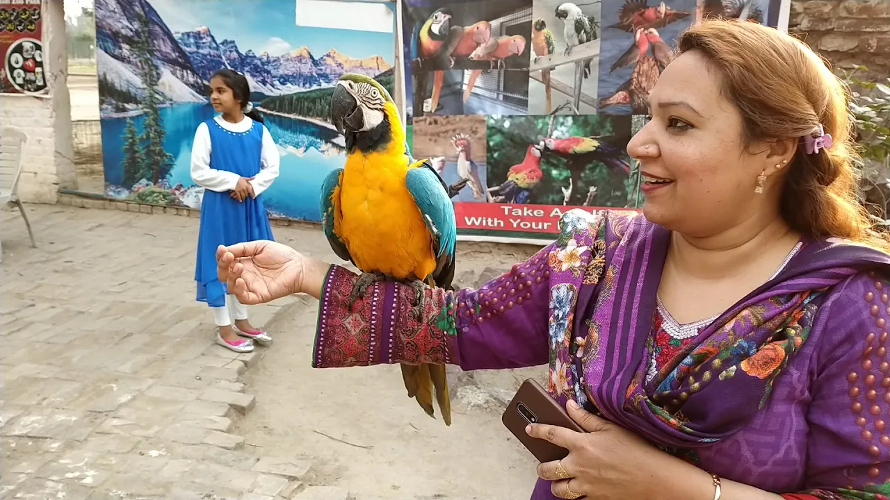 Parrots and golden eagle | Safari Park Lahore | Abdullah birds handler | Googli