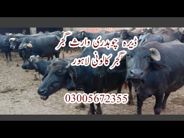 beautiful buffaloes Lahore Gujjar colony May 1, 2021